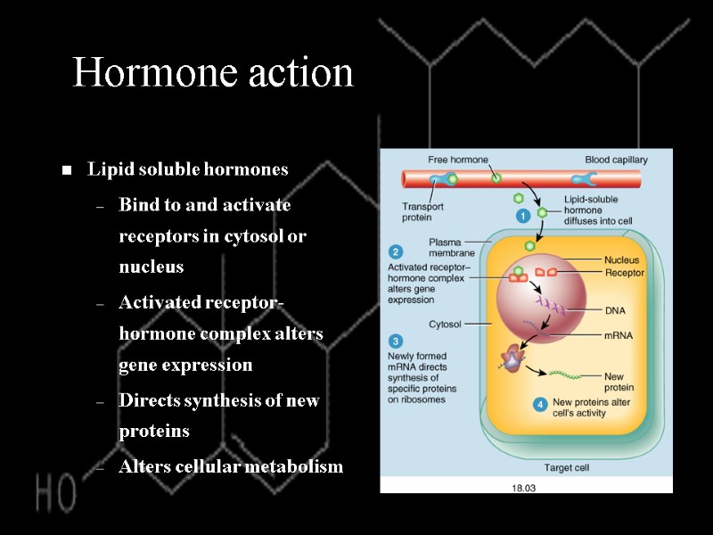 Hormone action Lipid soluble hormones Bind to and activate receptors in cytosol or nucleus
